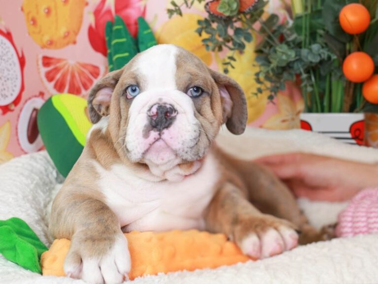 English Bulldog