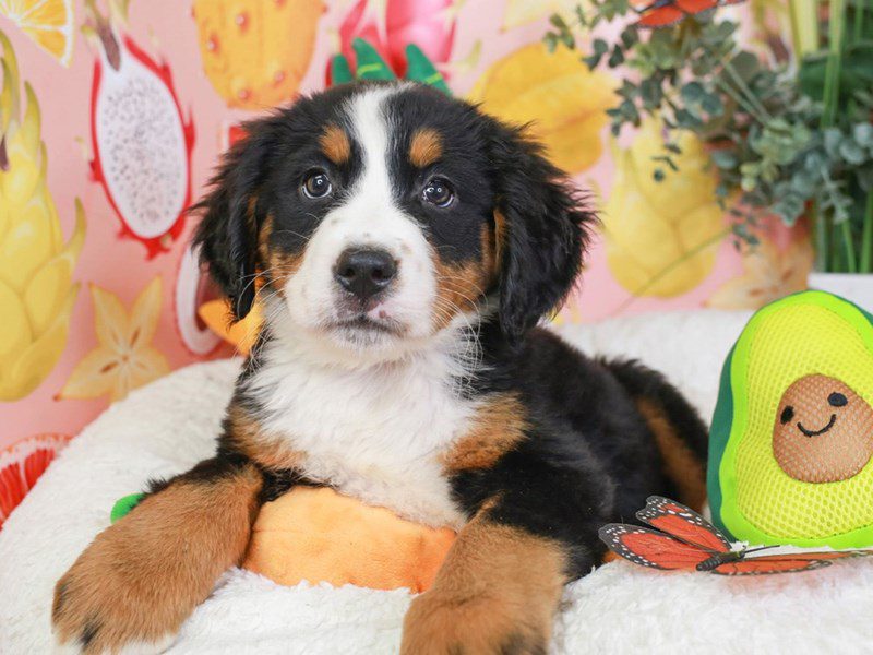 Bernese Mountain Dog-Female-Black Rust and White-3652013-Animal Kingdom | Puppies N Love