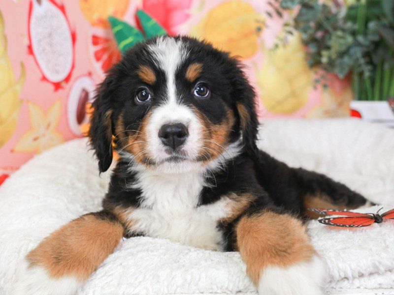 Bernese Mountain Dog-Female-Black Rust and White-3652009-Animal Kingdom | Puppies N Love