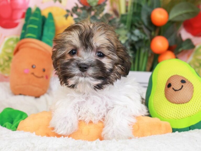 Havanese