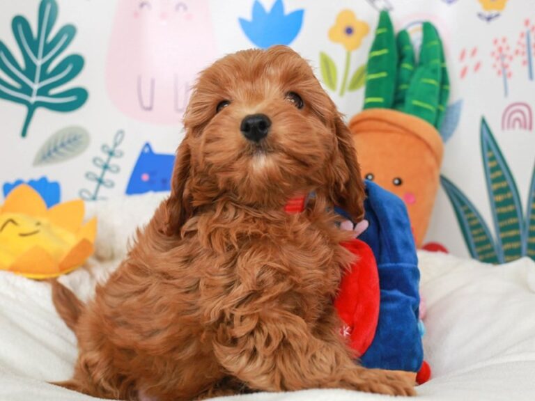 Cavapoo