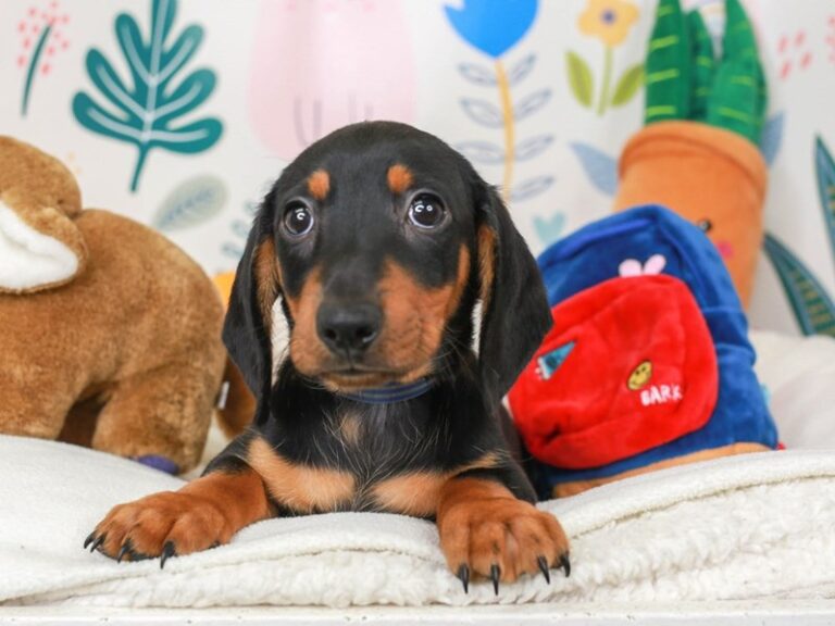 Dachshund
