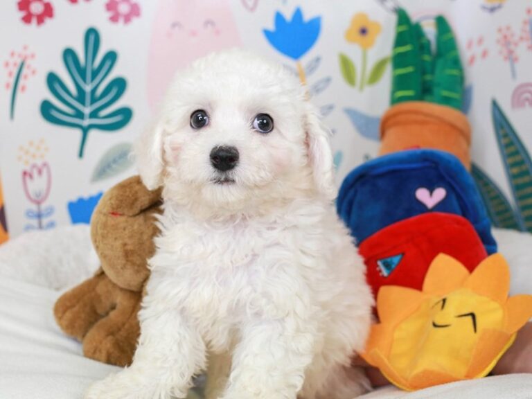 Bichon Frise