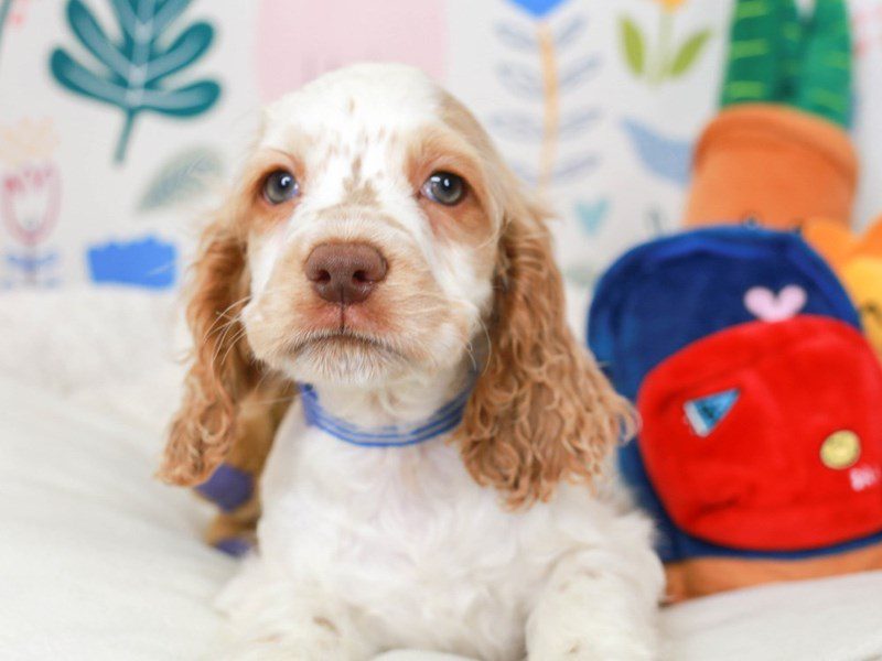 Cocker Spaniel-Male-Bf & Wh-3662451-Animal Kingdom | Puppies N Love