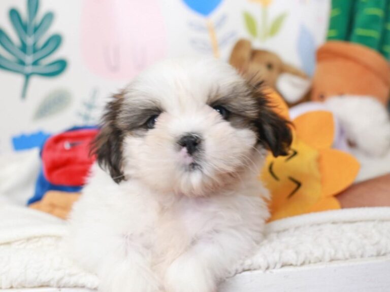 Shih Tzu