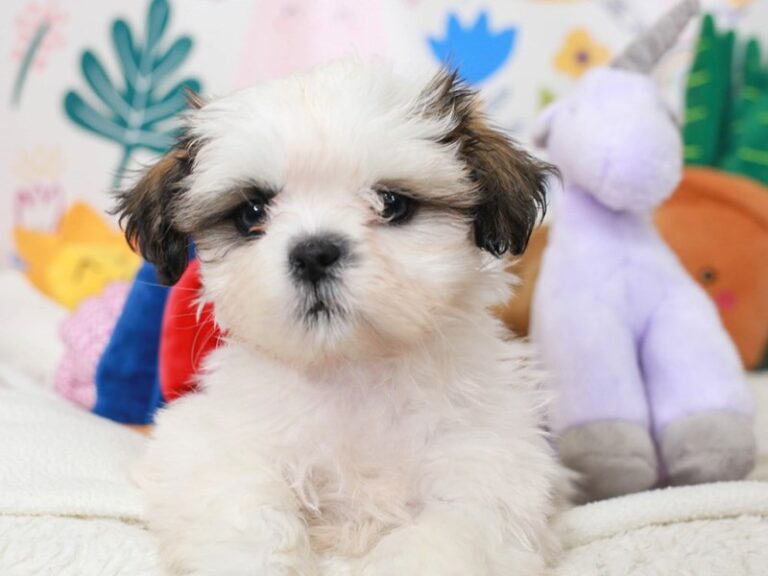 Shih Tzu