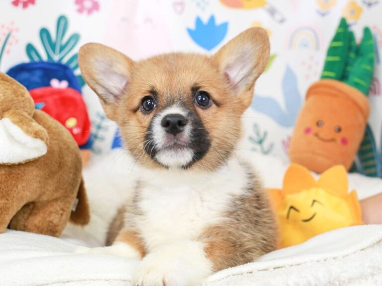 Pembroke Welsh Corgi