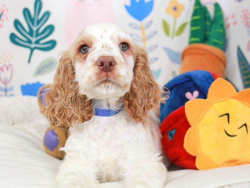 Cocker Spaniel-Male-Bf & Wh-3662450-Animal Kingdom | Puppies N Love