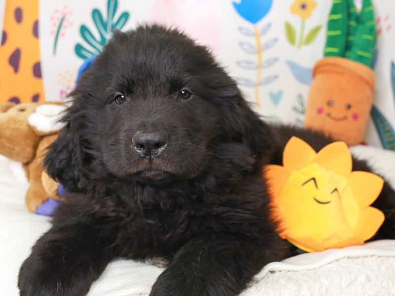 Newfoundland-Male-BLK-3662608-Animal Kingdom | Puppies N Love