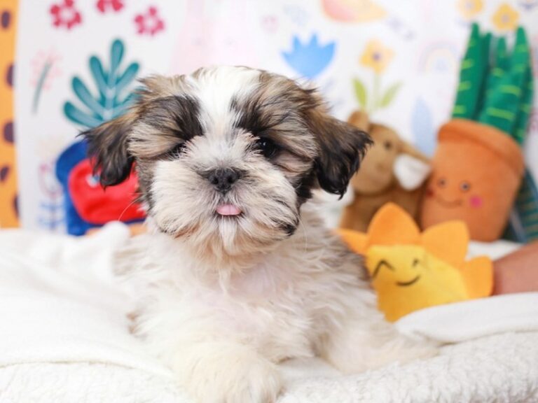 Shih Tzu
