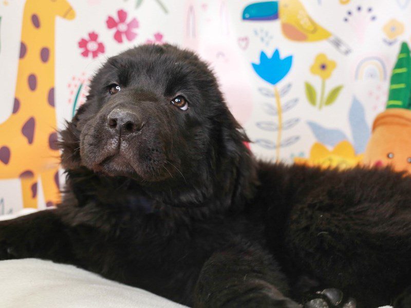 Newfoundland-Female-BLACK-3662656-Animal Kingdom | Puppies N Love