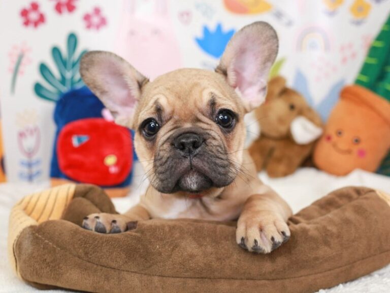French Bulldog