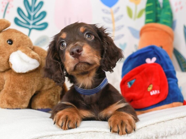 Dachshund