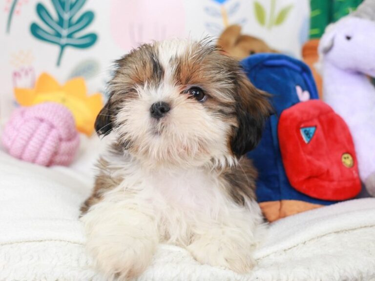 Shih Tzu