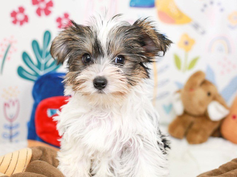 Yorkshire Terrier-Female-Tri-3662091-Animal Kingdom | Puppies N Love