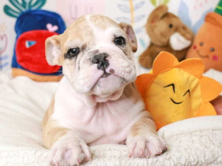 English Bulldog