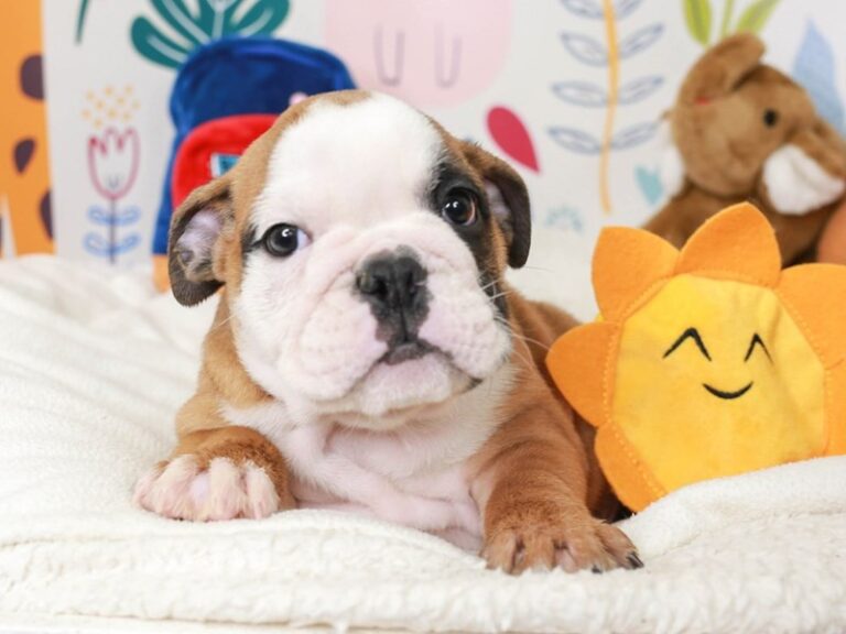 English Bulldog