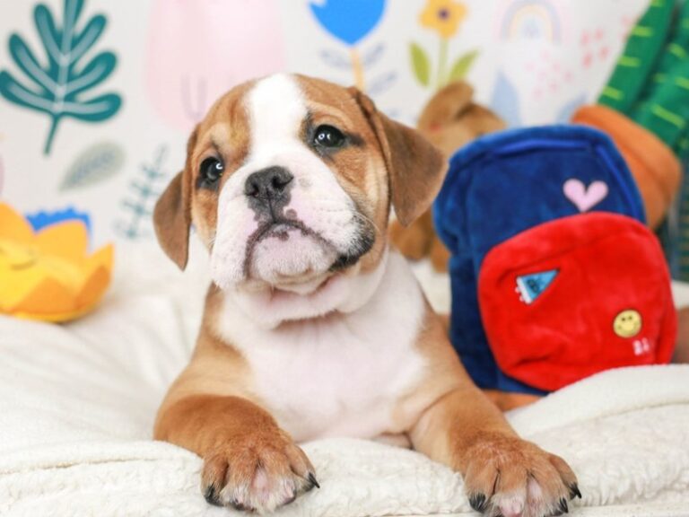 English Bulldog