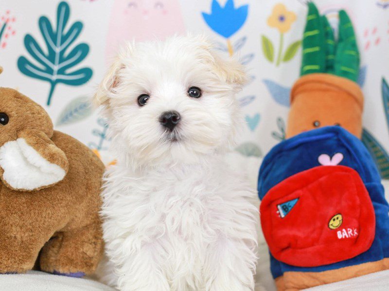 Maltese-Male-wh & cr-3662563-Animal Kingdom | Puppies N Love