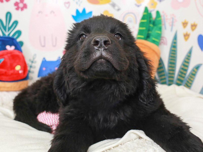 Newfoundland-Female-BLACK-3662655-Animal Kingdom | Puppies N Love