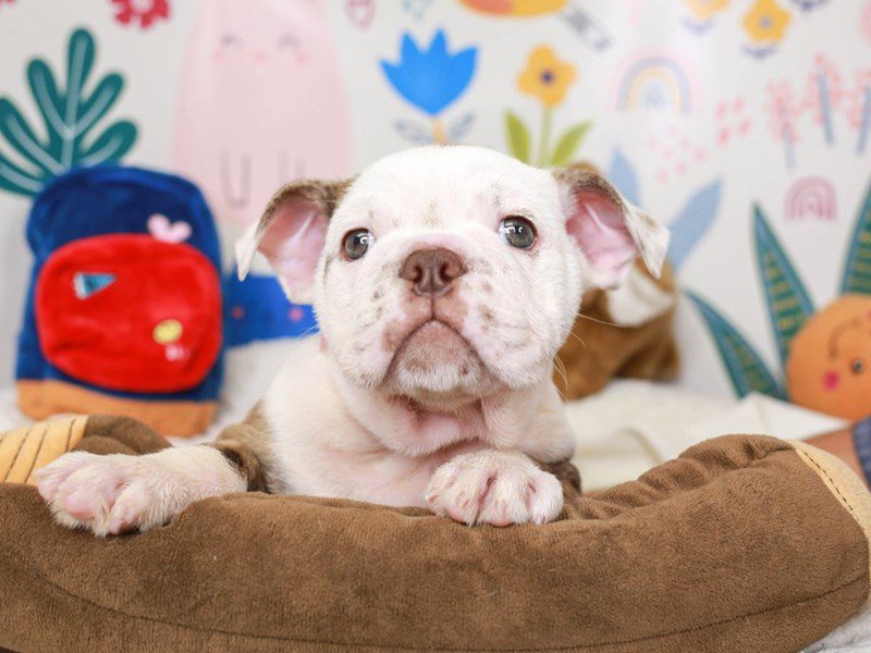 English Bulldog-Female-brdl & wh-3662188-Animal Kingdom | Puppies N Love