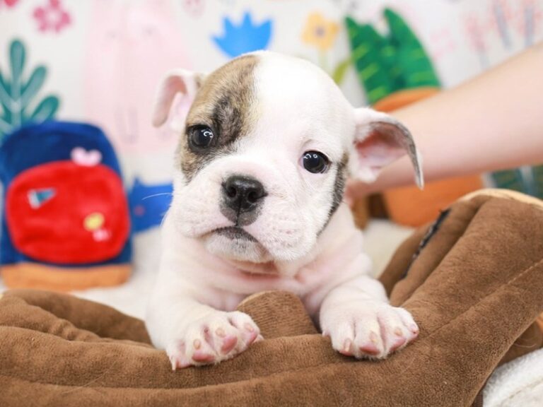 English Bulldog