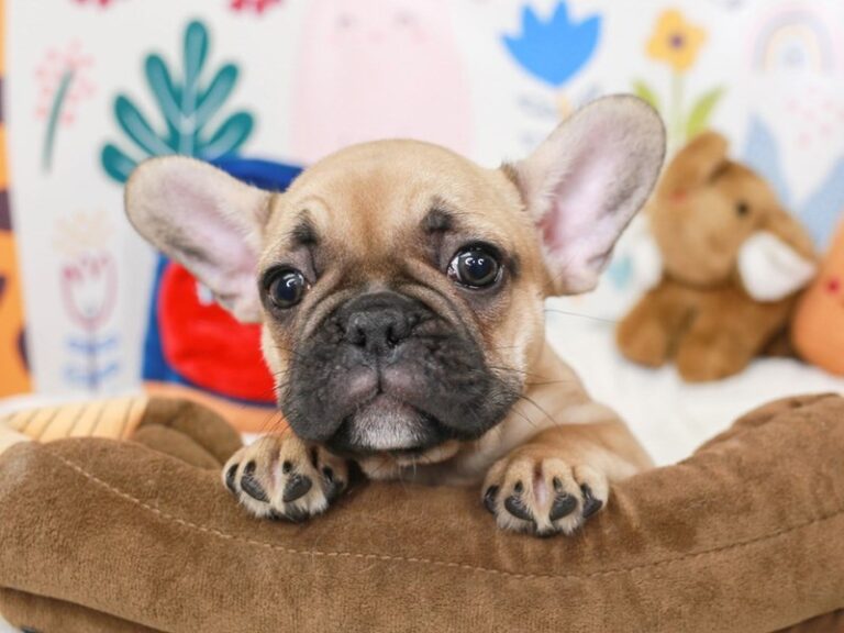 French Bulldog