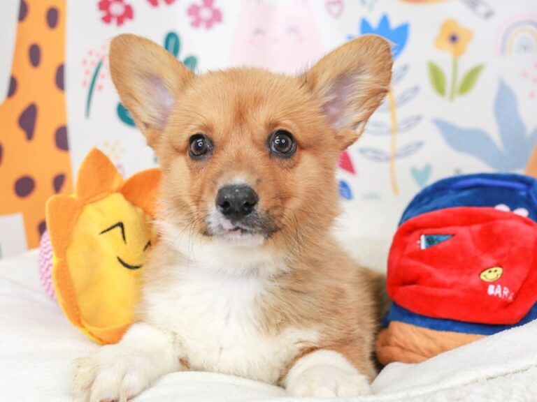Pembroke Welsh Corgi