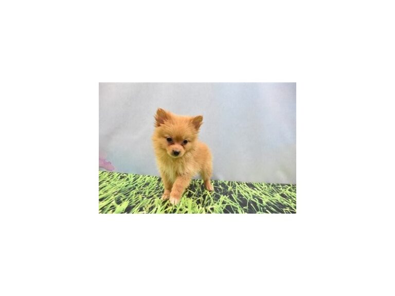 Pomeranian