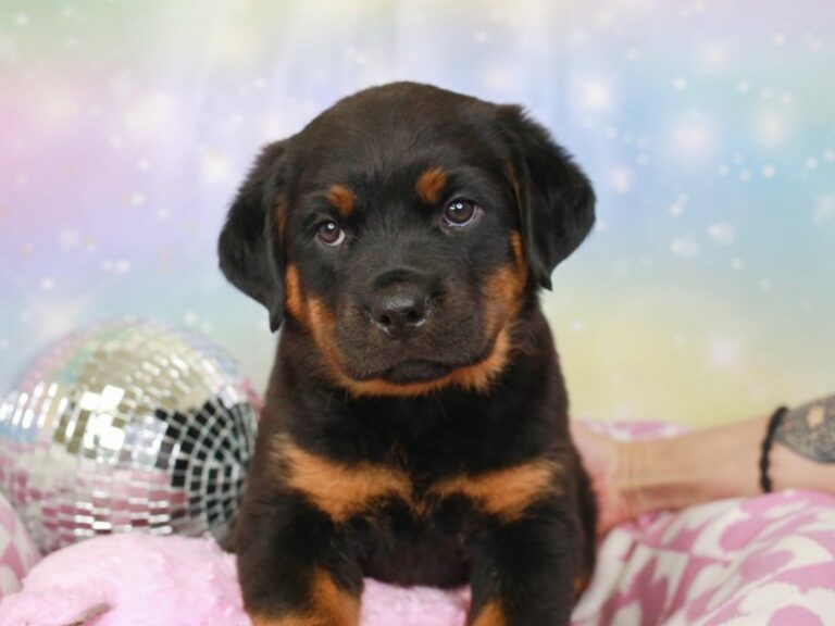 Rottweiler