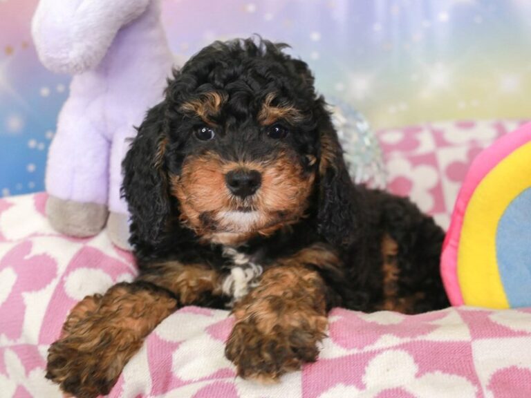Mini Bernedoodle