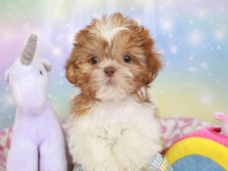 Shih Tzu