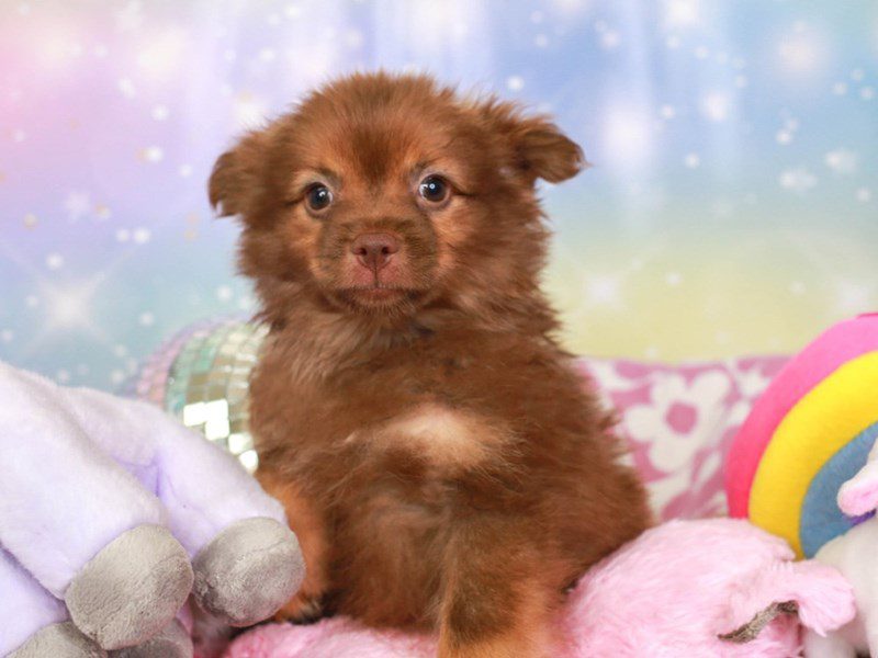Chocolate and tan pomeranian online