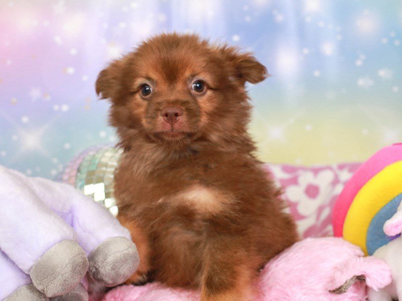 Pomeranian-Male-Chocolate and Tan-3670118-Animal Kingdom | Puppies N Love