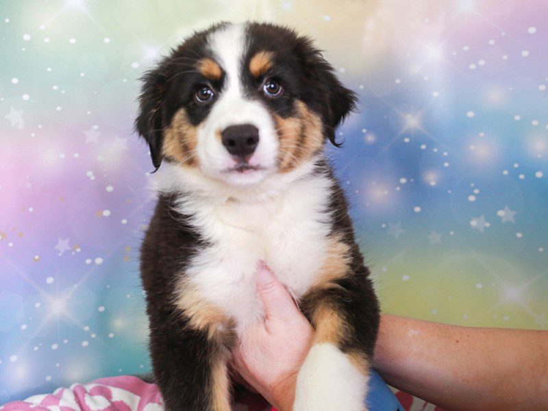 Australian Shepherd-Male-TRI-3670009-Animal Kingdom | Puppies N Love