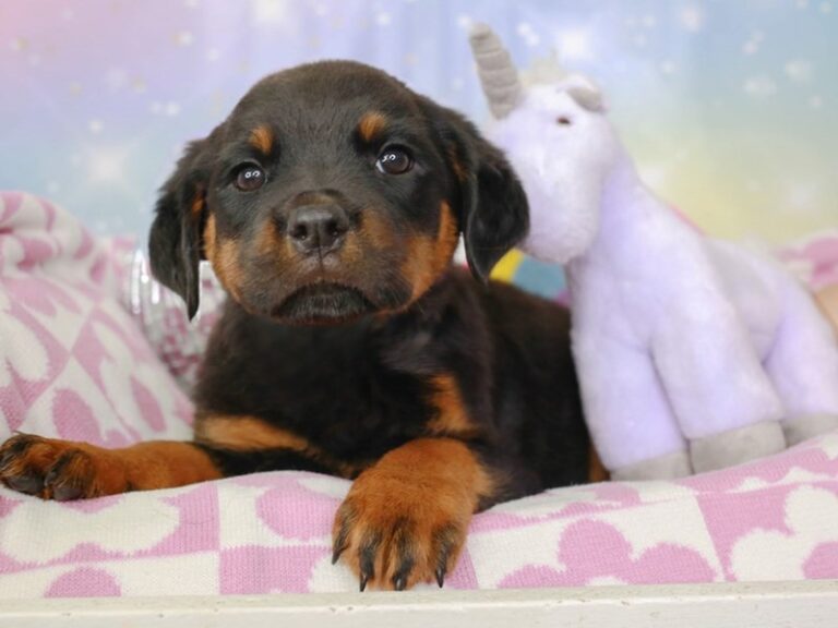 Rottweiler