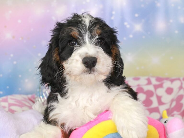 Mini Bernedoodle