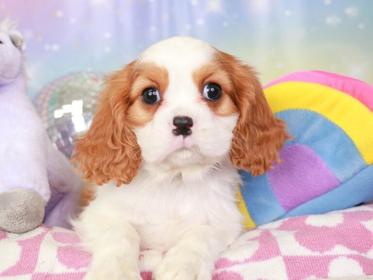 Cavalier King Charles