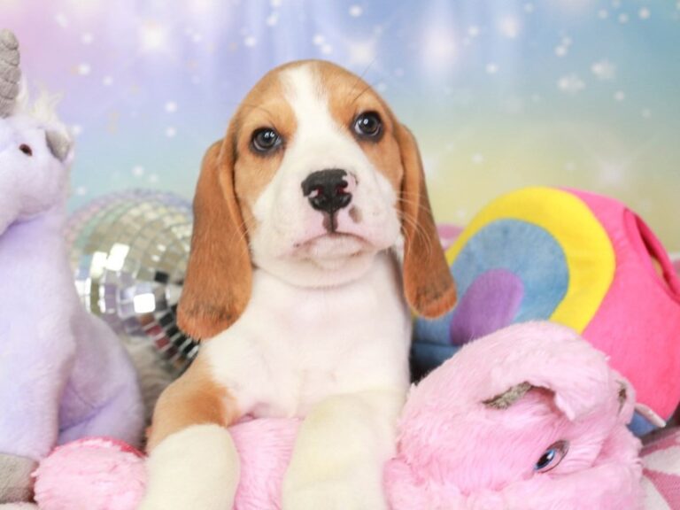 Beagle