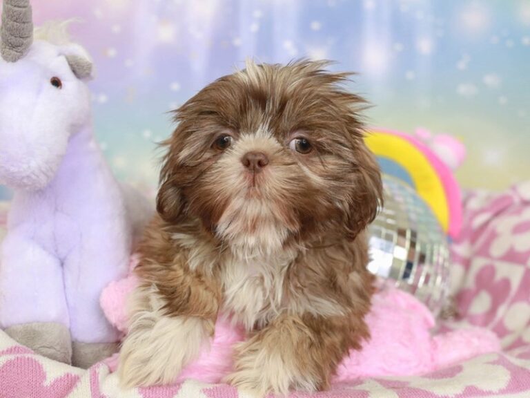 Shih Tzu