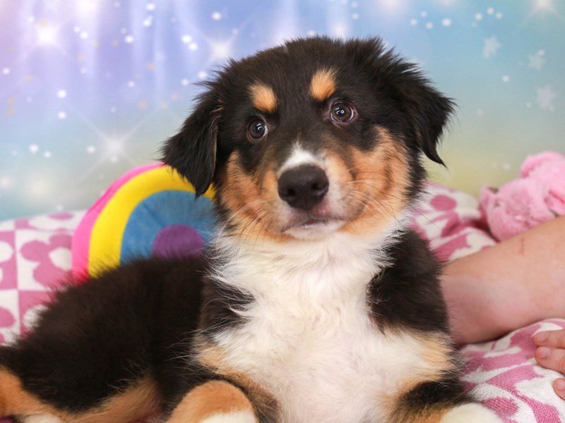 Australian Shepherd-Male-TRI-3670006-Animal Kingdom | Puppies N Love