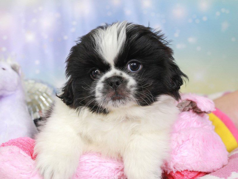 Pekingese-Male-blk & wh-3671019-Animal Kingdom | Puppies N Love