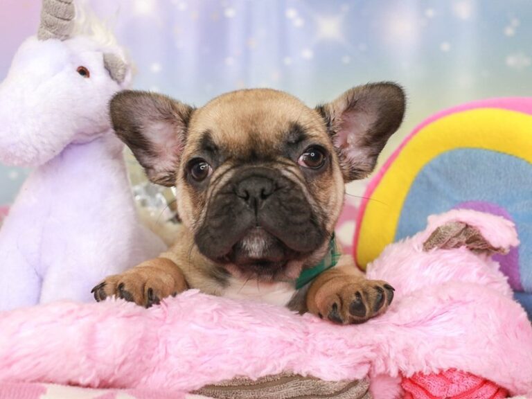 French Bulldog