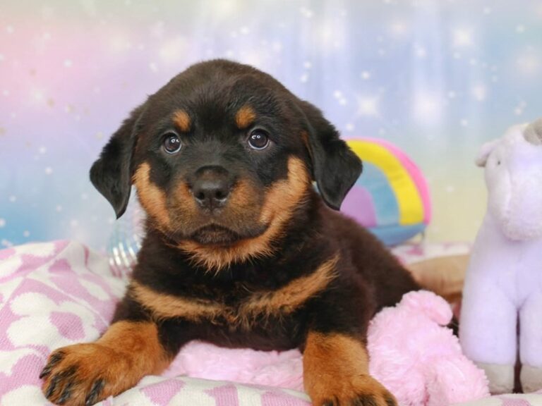 Rottweiler