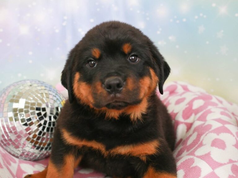 Rottweiler