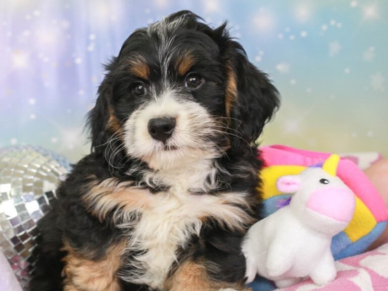 Mini Bernedoodle