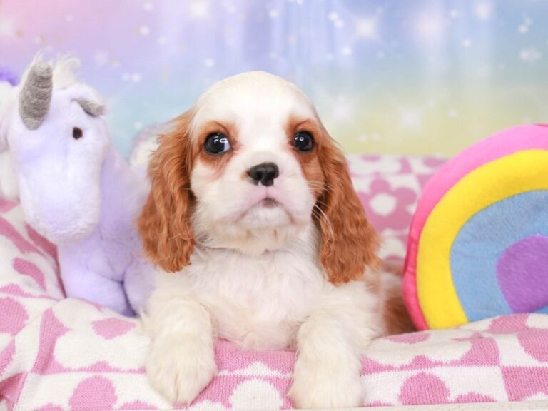 Cavalier King Charles
