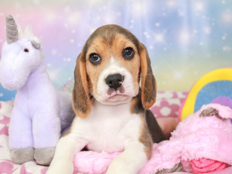 Beagle