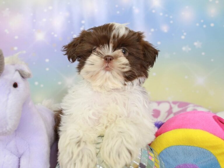Shih Tzu