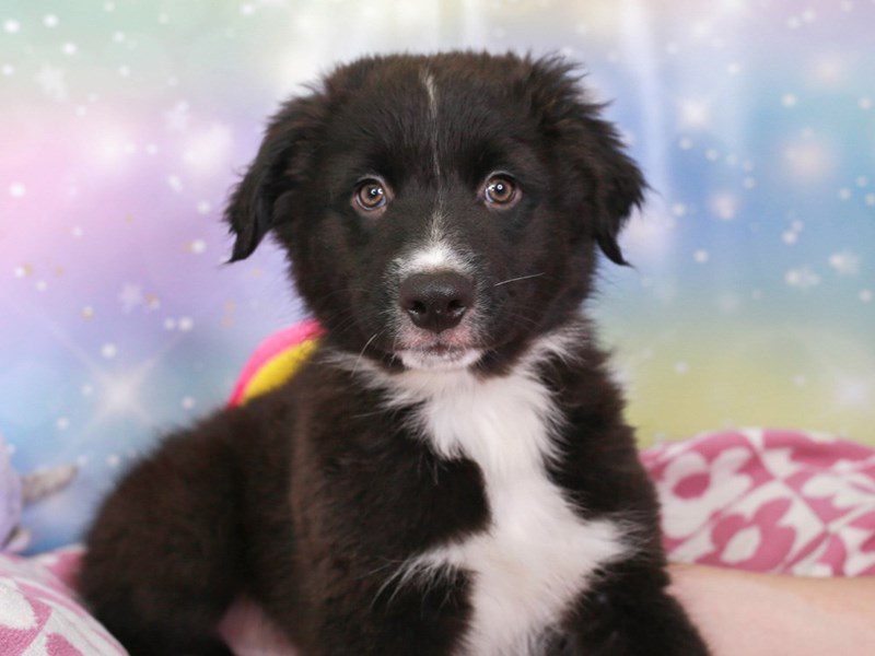 Australian Shepherd-Male-Black and White-3670007-Animal Kingdom | Puppies N Love